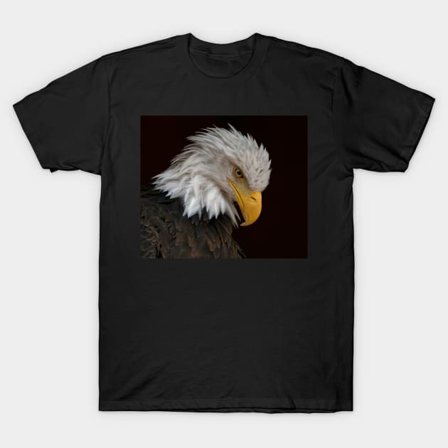 Bald Eagle T-Shirt by SHWILDLIFE